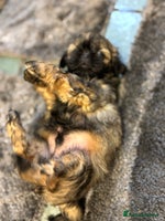 Shih Tzu dogs Last gorgeous Shih Tzu boy puppy - Advert 1