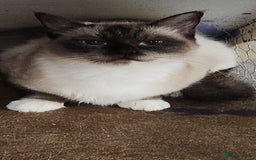 Ragdoll cats for sale: Ragdoll Queen for sale - Advert 6