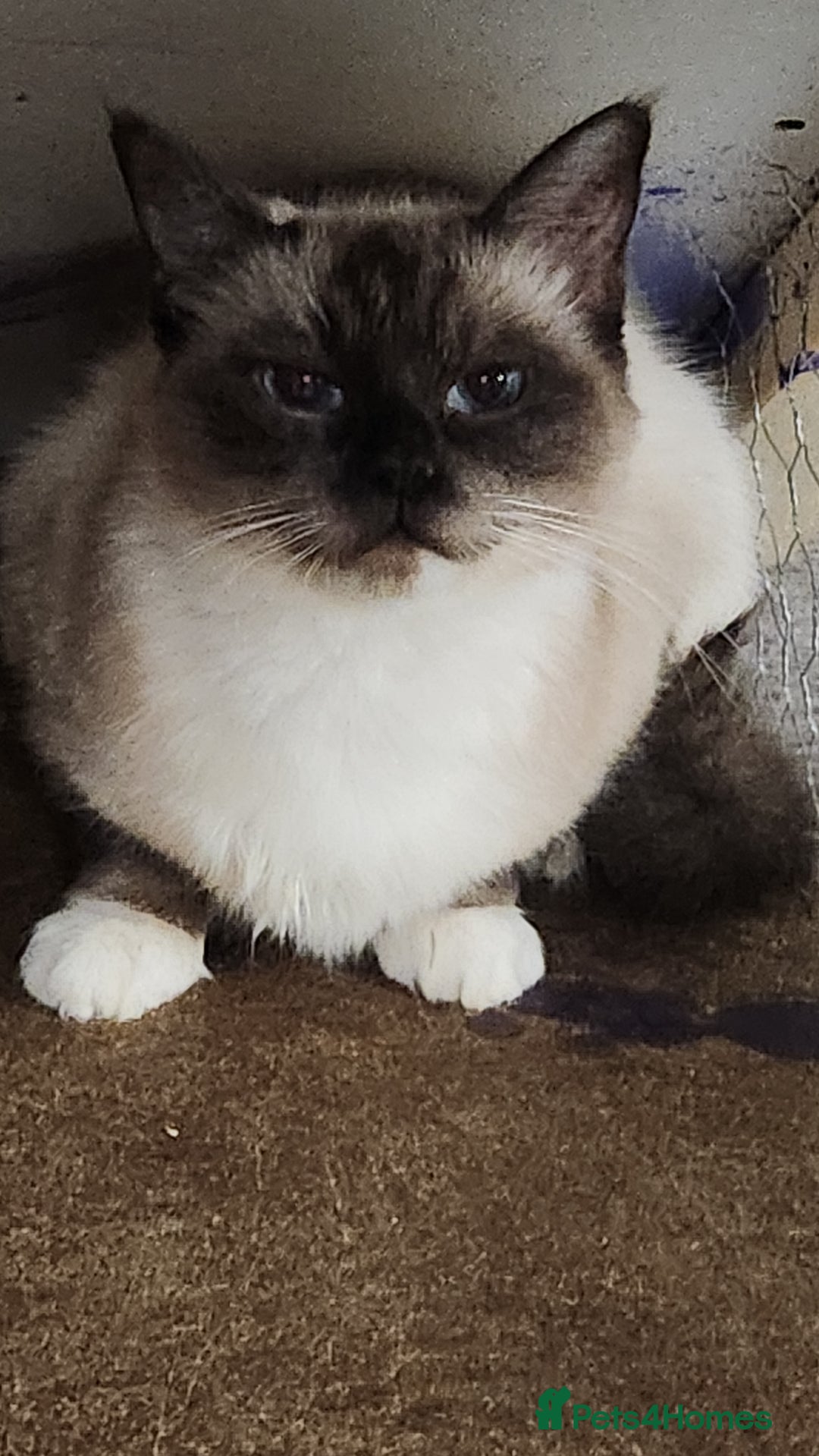 Ragdoll cats for sale: Ragdoll Queen for sale - Advert 6