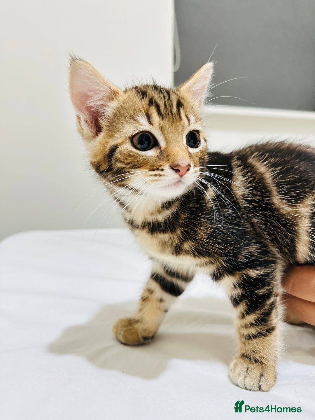 Mixed Breed cats for sale: Kittens ready to go - Image 28