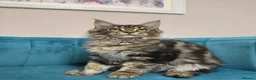Maine Coon cats for sale: TICA Pedigree Registered Maine Coon Kittens - Advert 10