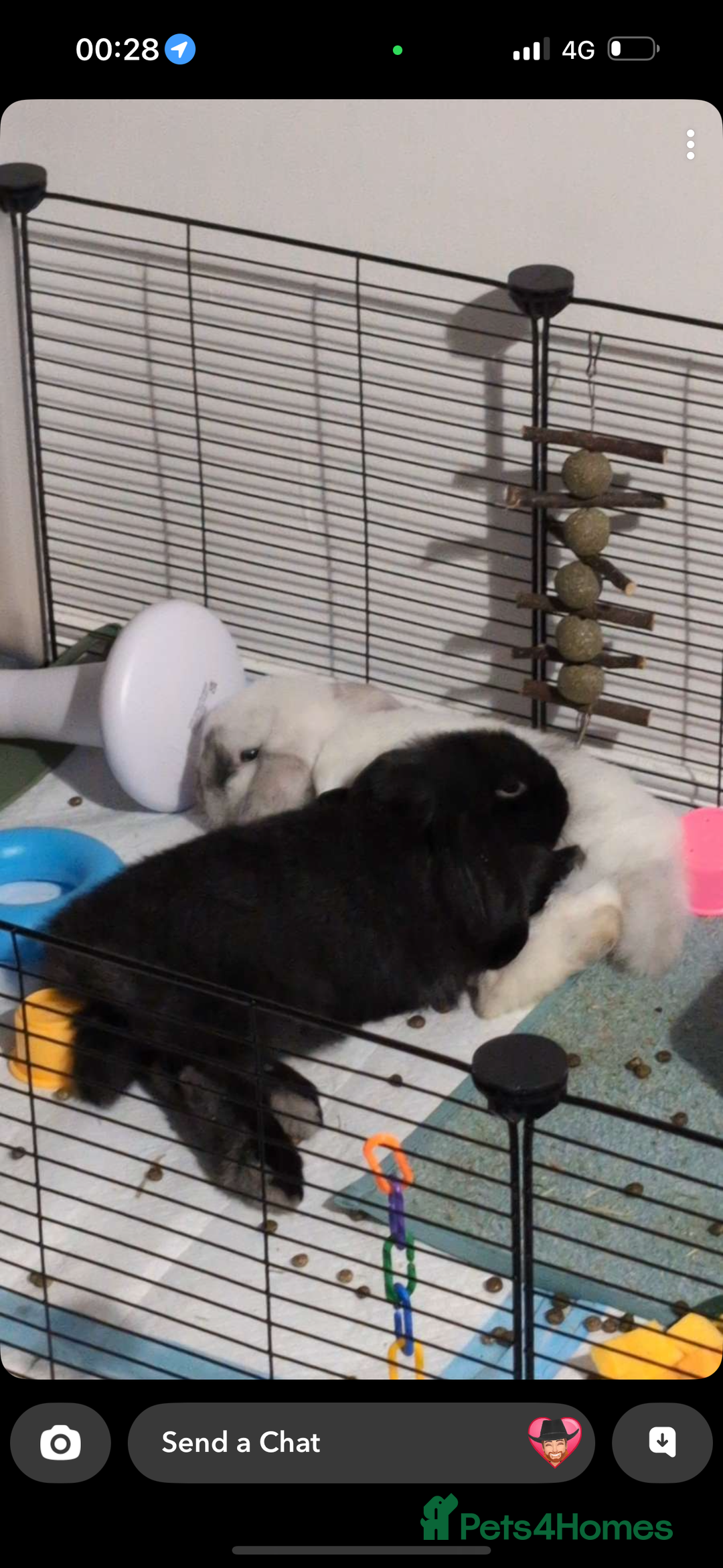 Mini Lop rabbits for sale: 2 mini lops for adoption - Advert 2