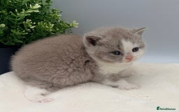 British Shorthair cats for sale: PEDIGREE REGISTERED CHUNKY BRITISH SHORTHAIRS  - Image 33