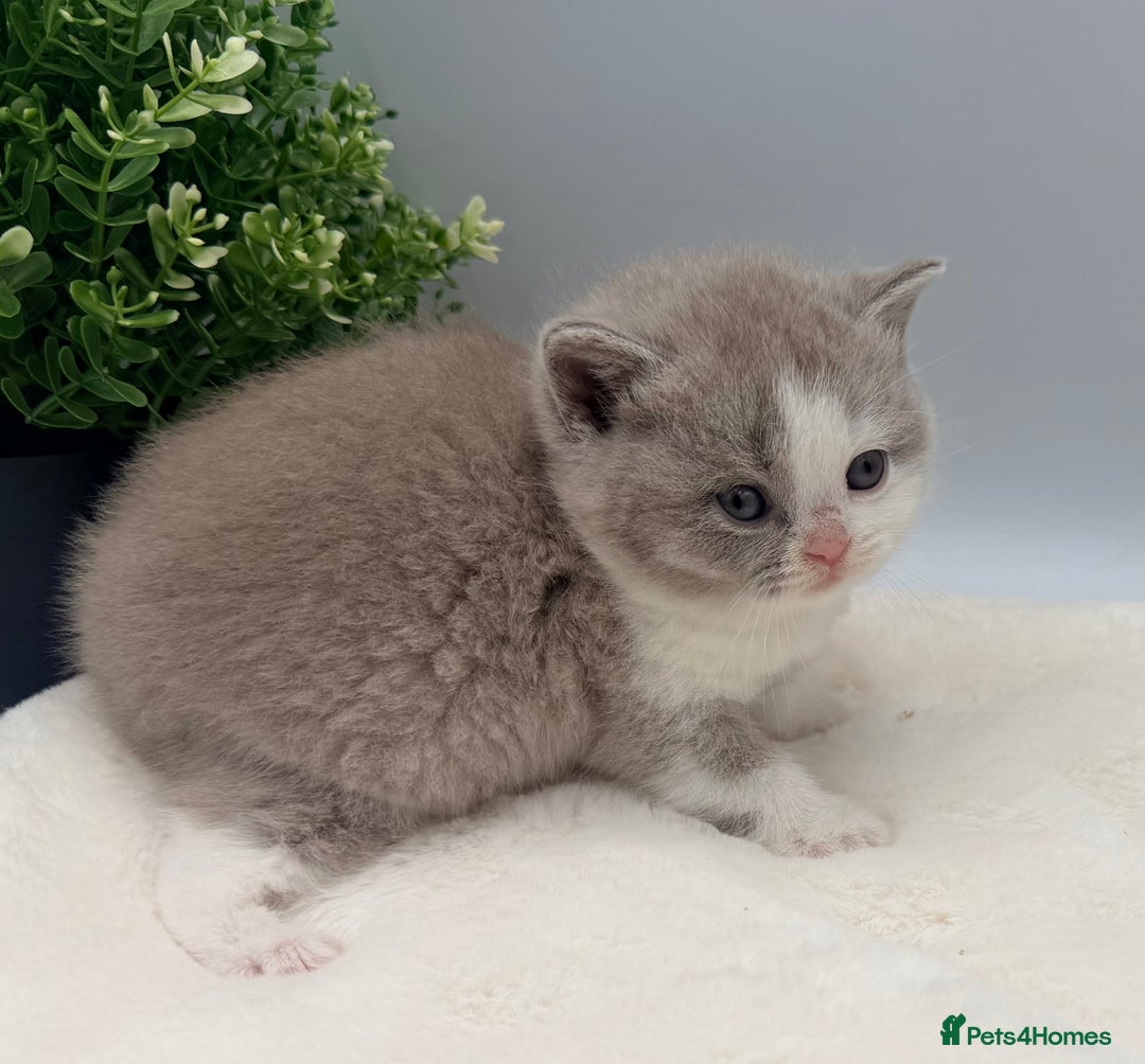 British Shorthair cats for sale: PEDIGREE REGISTERED CHUNKY BRITISH SHORTHAIRS  - Image 33