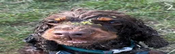 Cocker Spaniel dogs for adoption: Master - Spaniel Available for Adoption in Bridgwater - Advert 1