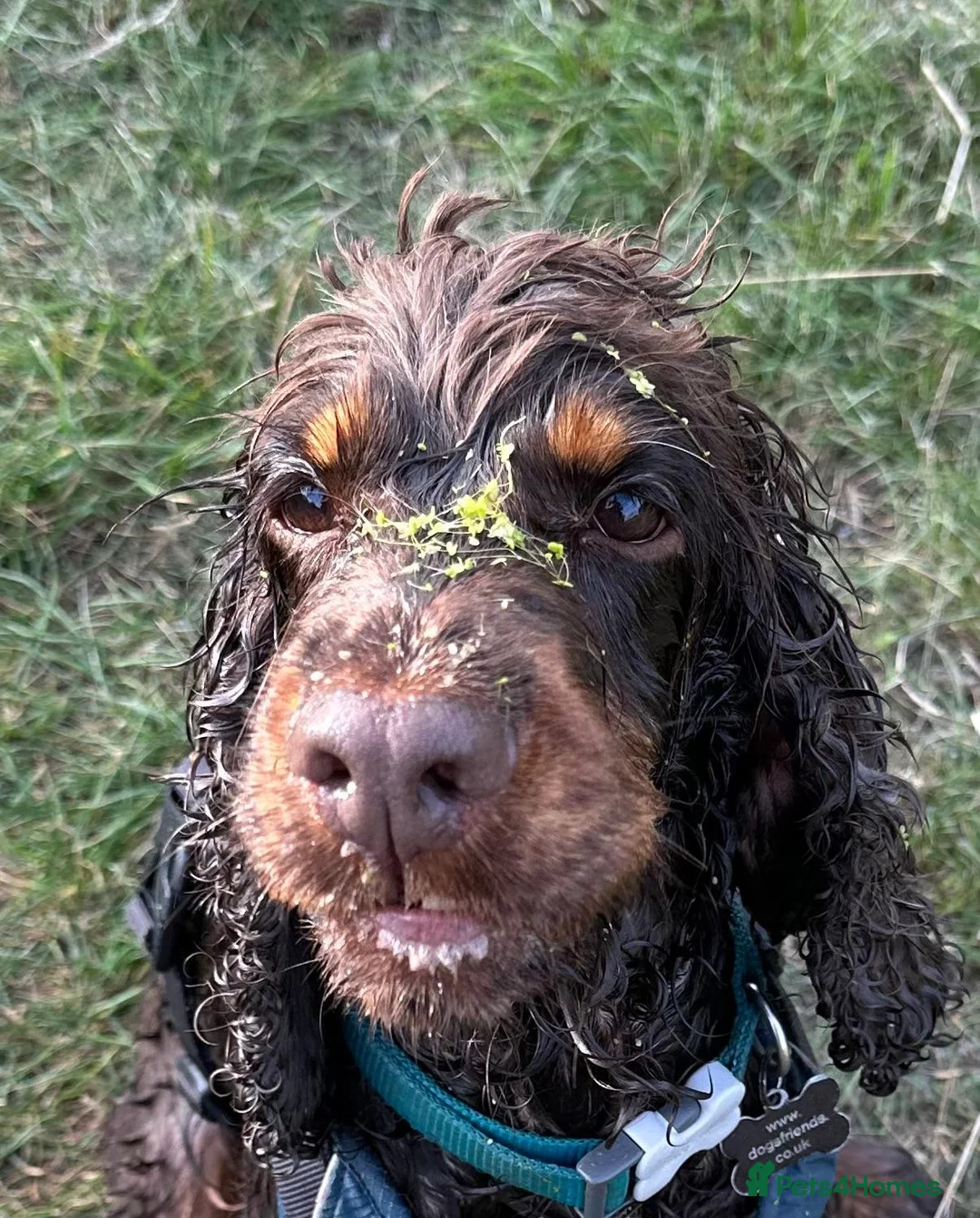 Cocker Spaniel dogs for adoption: Master - Spaniel Available for Adoption in Bridgwater - Advert 1