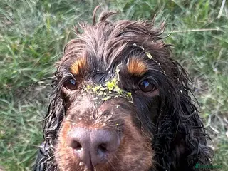 Master Cocker Cocker Spaniel Dogs for adoption in Exeter, Devon | Pets4Homes