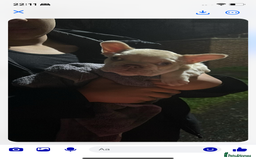 French Bulldog dogs for sale: Green eyes , blonde frenchie girl  - Image 4