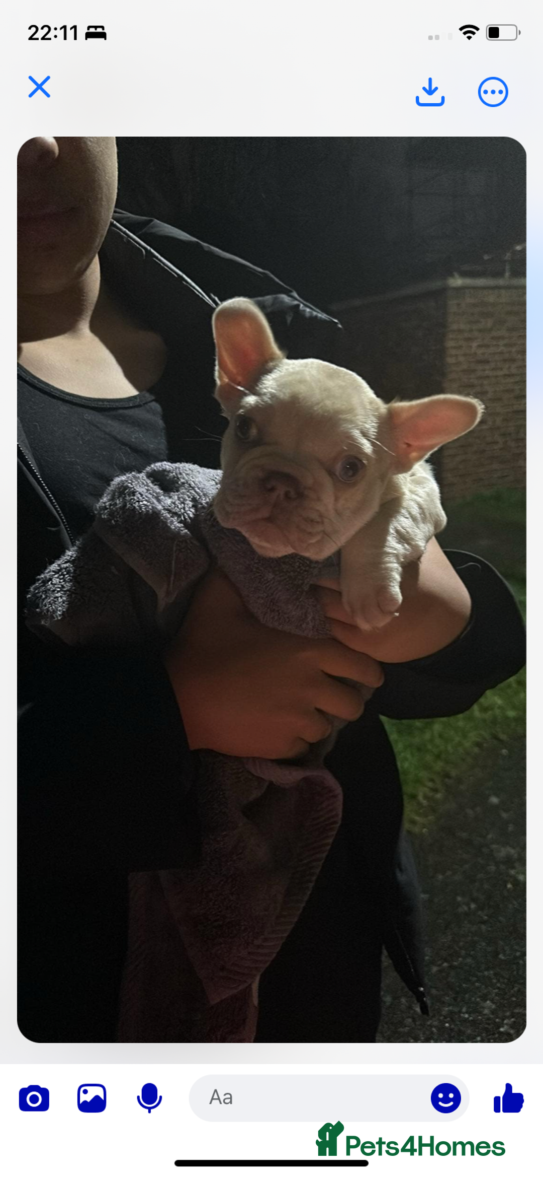 French Bulldog dogs for sale: Green eyes , blonde frenchie girl  - Image 4