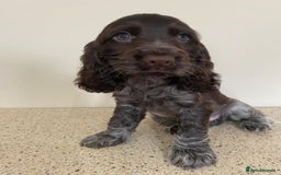 Cocker Spaniel dogs for sale:  show type spaniel puppies health tested parents  - Image 11