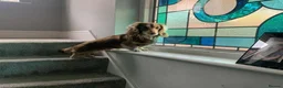 Miniature Dachshund dogs for stud: KC Chocolate & Cream Mini Dachshund Stud in Harrogate - Advert 2