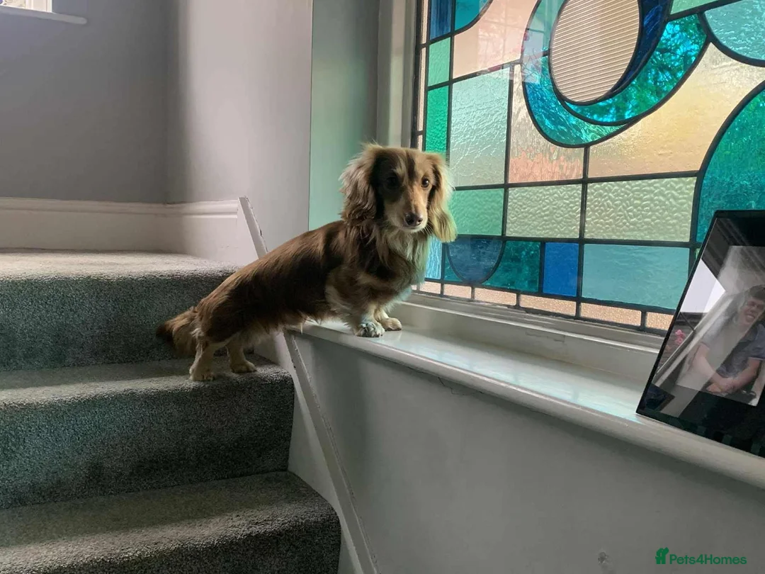 Miniature Dachshund dogs for stud: KC Chocolate & Cream Mini Dachshund Stud in Harrogate - Advert 2