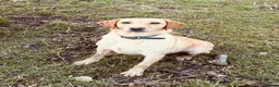 Labrador Retriever dogs for sale: Lovely KC reg, health tested yellow Labrador  - Advert 2