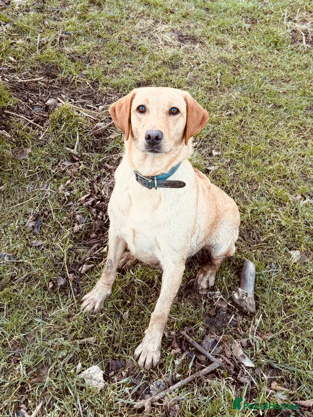 Labrador Retriever dogs for sale: Lovely KC reg, health tested yellow Labrador  - Advert 2