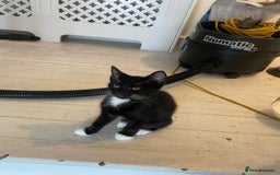 Mixed Breed cats for sale: Black & white kittens need their forever homes - Image 7