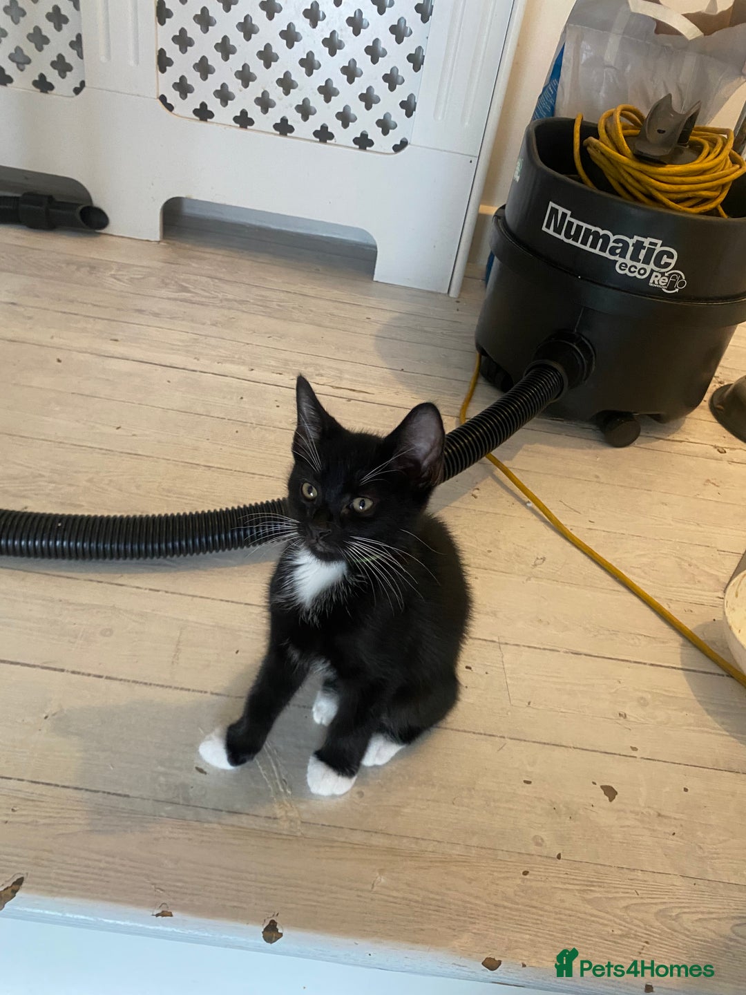 Mixed Breed cats for sale: Black & white kittens need their forever homes - Image 7