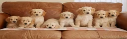 Mini Goldendoodle dogs for sale: Beautiful Health Tested Goldendoodle Puppies - Advert 2