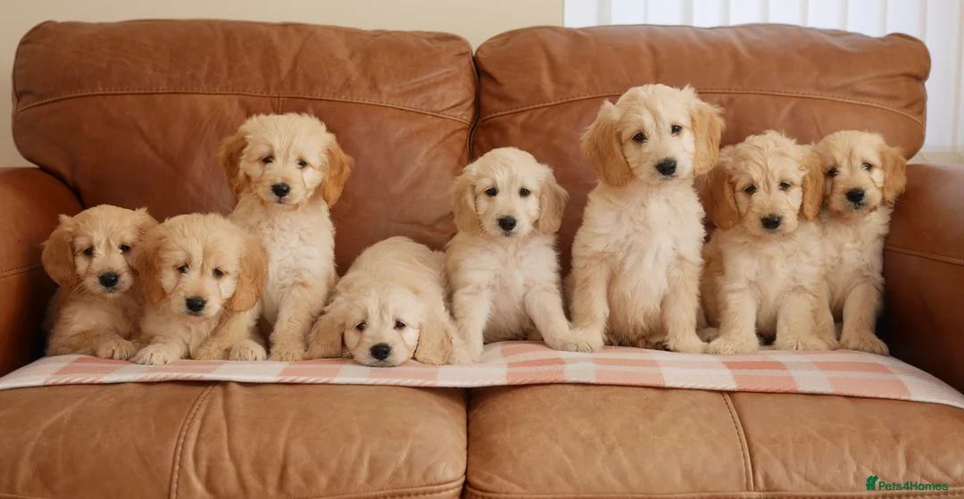 Mini Goldendoodle dogs for sale: Beautiful Health Tested Goldendoodle Puppies - Advert 2