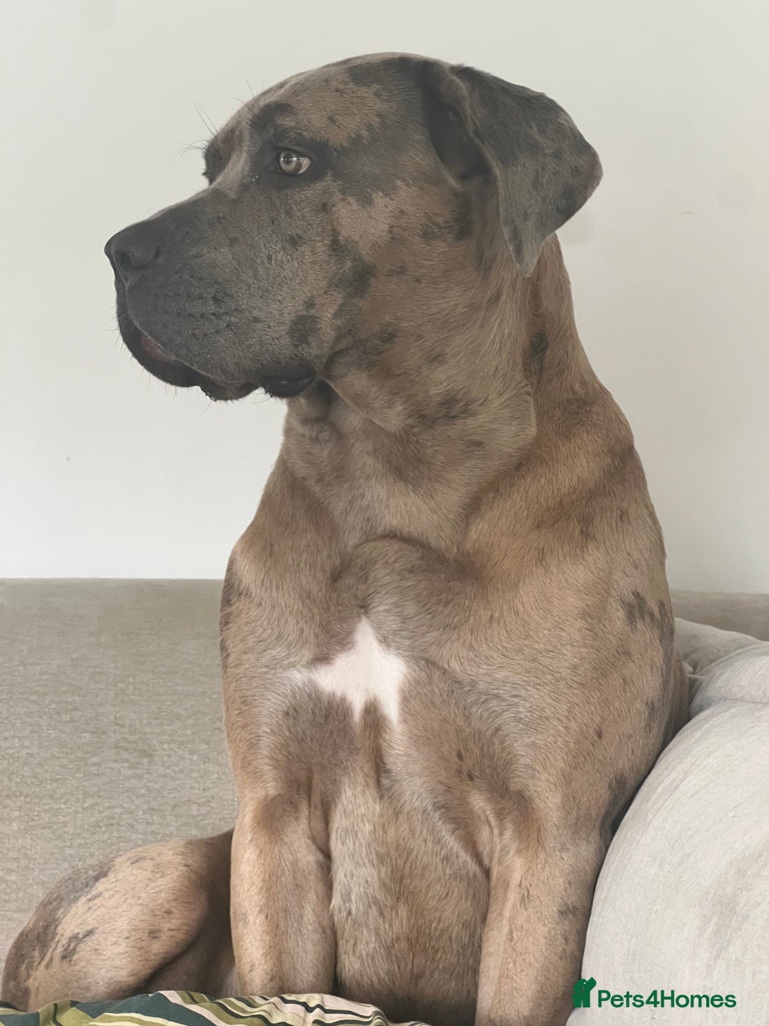 Mixed Breed dogs for sale: Lilly looking for a forever home  - Advert 4