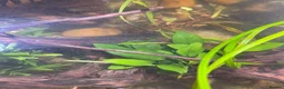 Pufferfish fish for sale: Complete setup available - pea puffers, Corys etc in Worcester - Advert 11