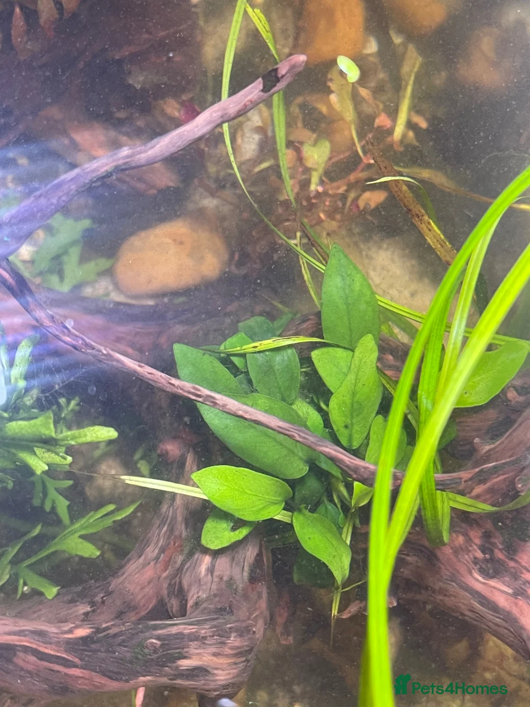 Pufferfish fish for sale: Complete setup available - pea puffers, Corys etc in Worcester - Advert 11