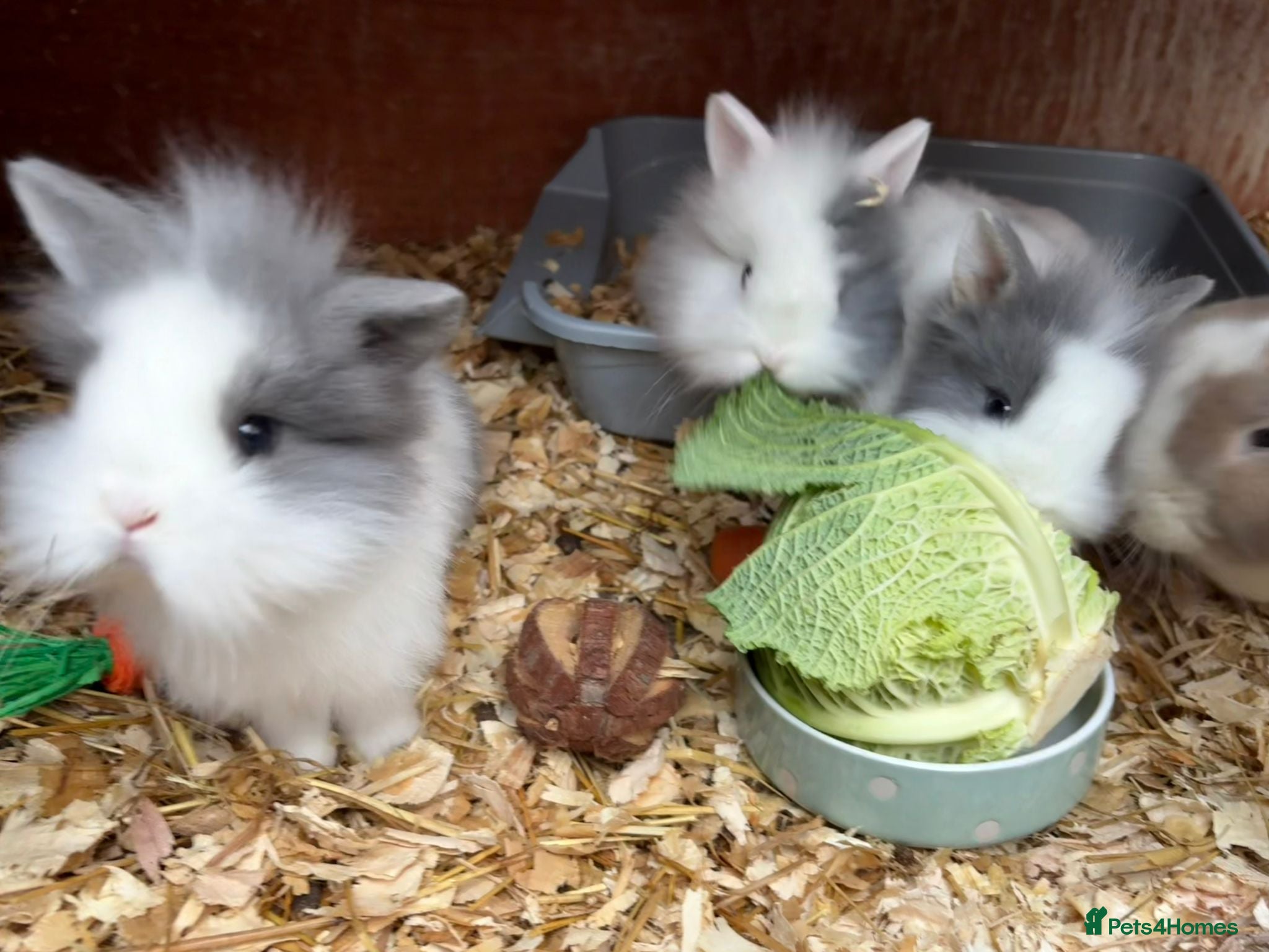 Lionhead rabbits Baby lion lop bunnies for sale  - Advert 9