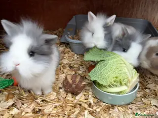 Lionhead rabbits Baby lion lop bunnies for sale - Advert 9