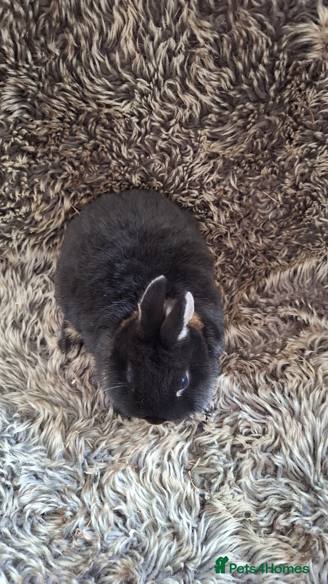 Netherland Dwarf rabbits for sale: Pure Netherland Dwarf Baby Bunnies - Image 6