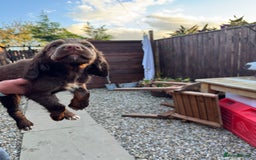 Cocker Spaniel dogs for sale: Working cocker spaniels  - Image 26
