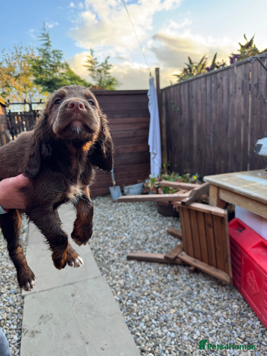 Cocker Spaniel dogs for sale: Working cocker spaniels  - Image 26