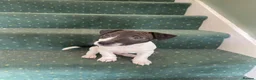 Jack Russell dogs for sale: 2 beautiful male Jack Russells - Advert 12