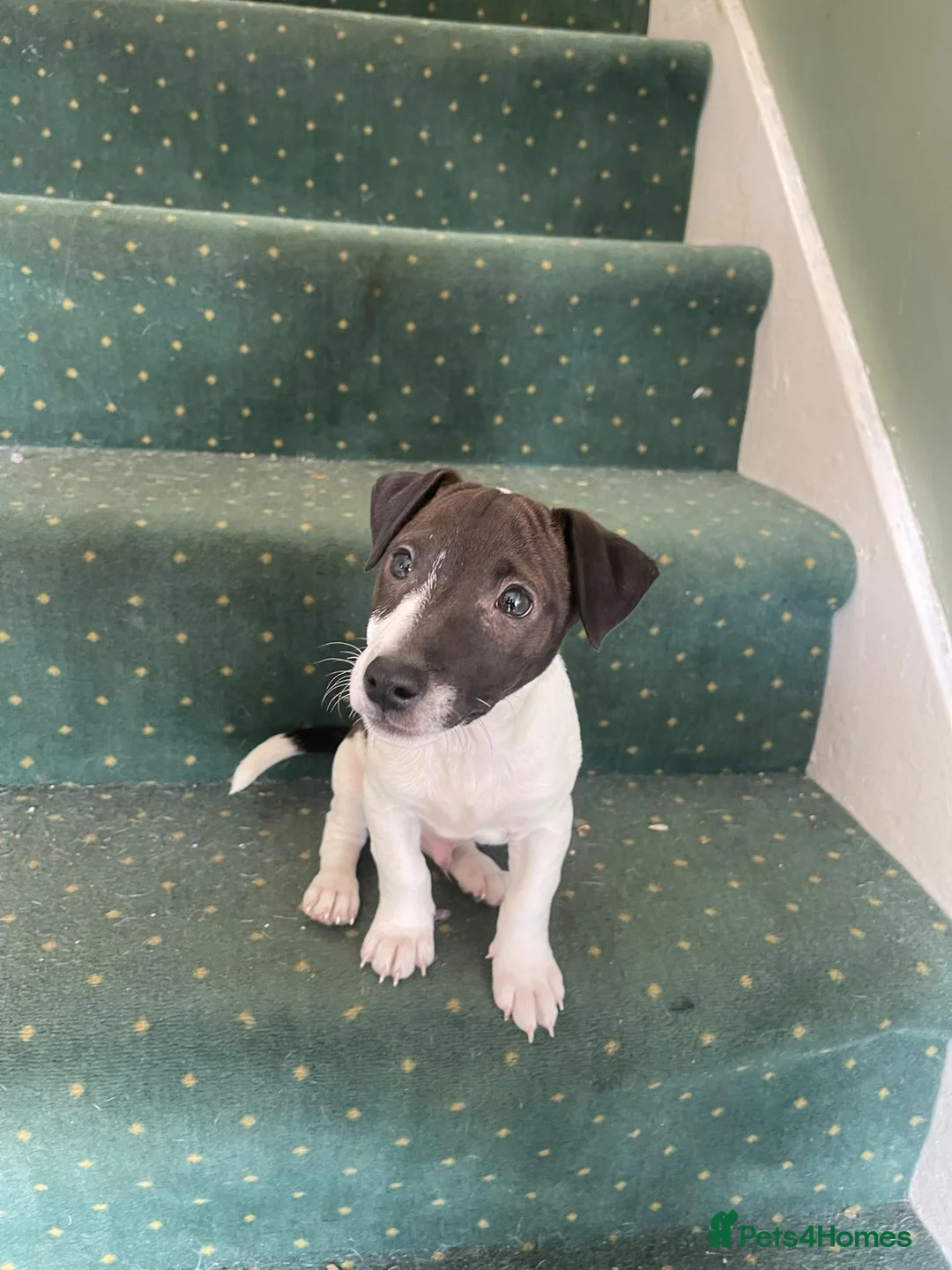 Jack Russell dogs for sale: 2 beautiful male Jack Russells - Advert 12