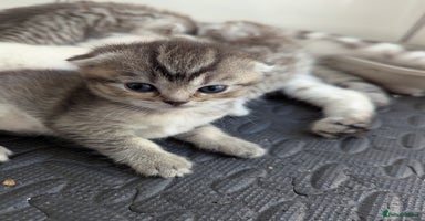 Scottish Fold cats - Advert 3