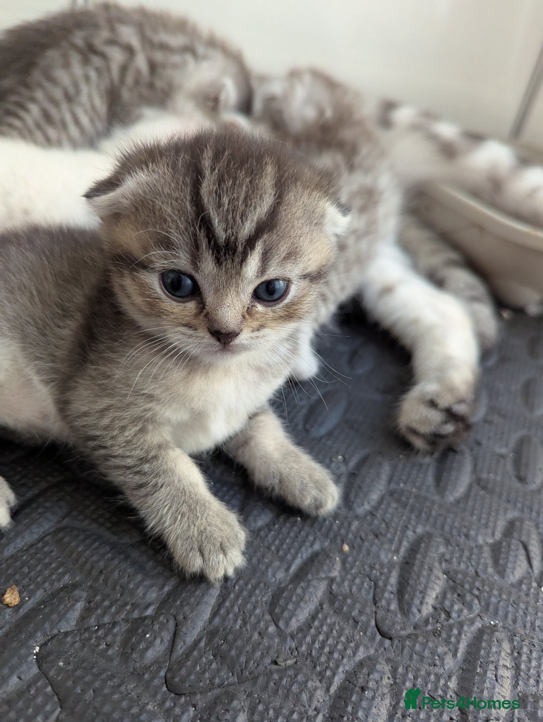Scottish Fold cats for sale: 🐾 Beautiful Scottish Fold Kittens (3 Reserved) 🐾 - Image 3
