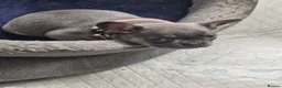 French Bulldog dogs for sale: French bulldog pups in Ballymena - Advert 6
