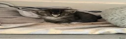 Mixed Breed cats for sale: Bombay cross x Tabby Kittens - Advert 2