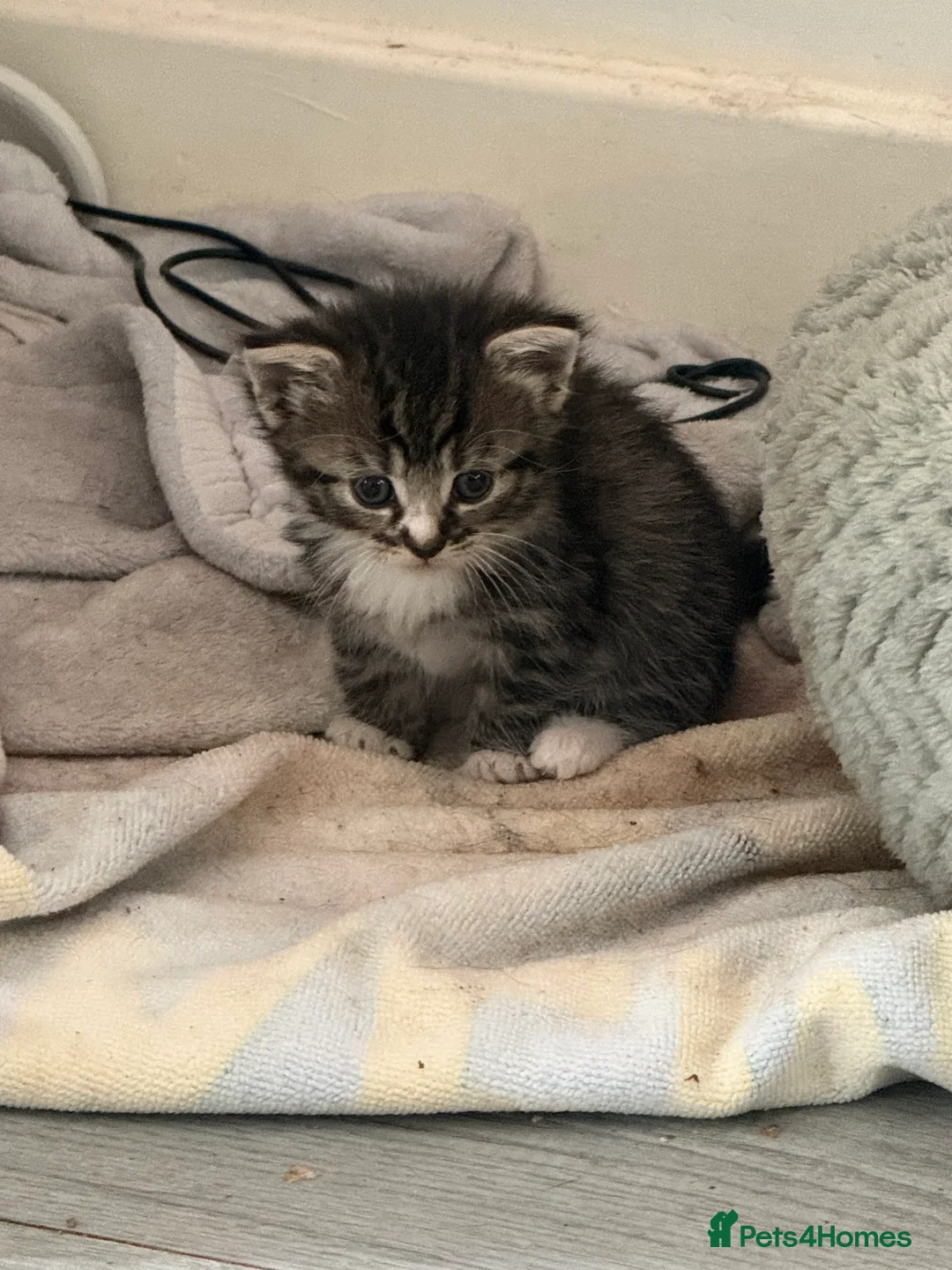 Mixed Breed cats for sale: Bombay cross x Tabby Kittens - Advert 2