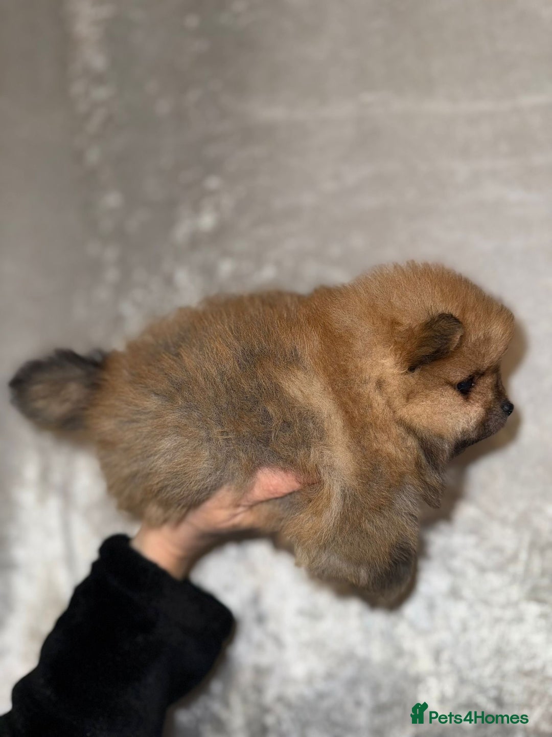 Pomeranian dogs for sale: Pomeranian puppies for sale .  - Advert 8