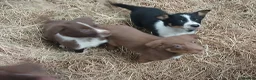 Border Collie dogs for sale: Farm collie puppies  - Advert 12