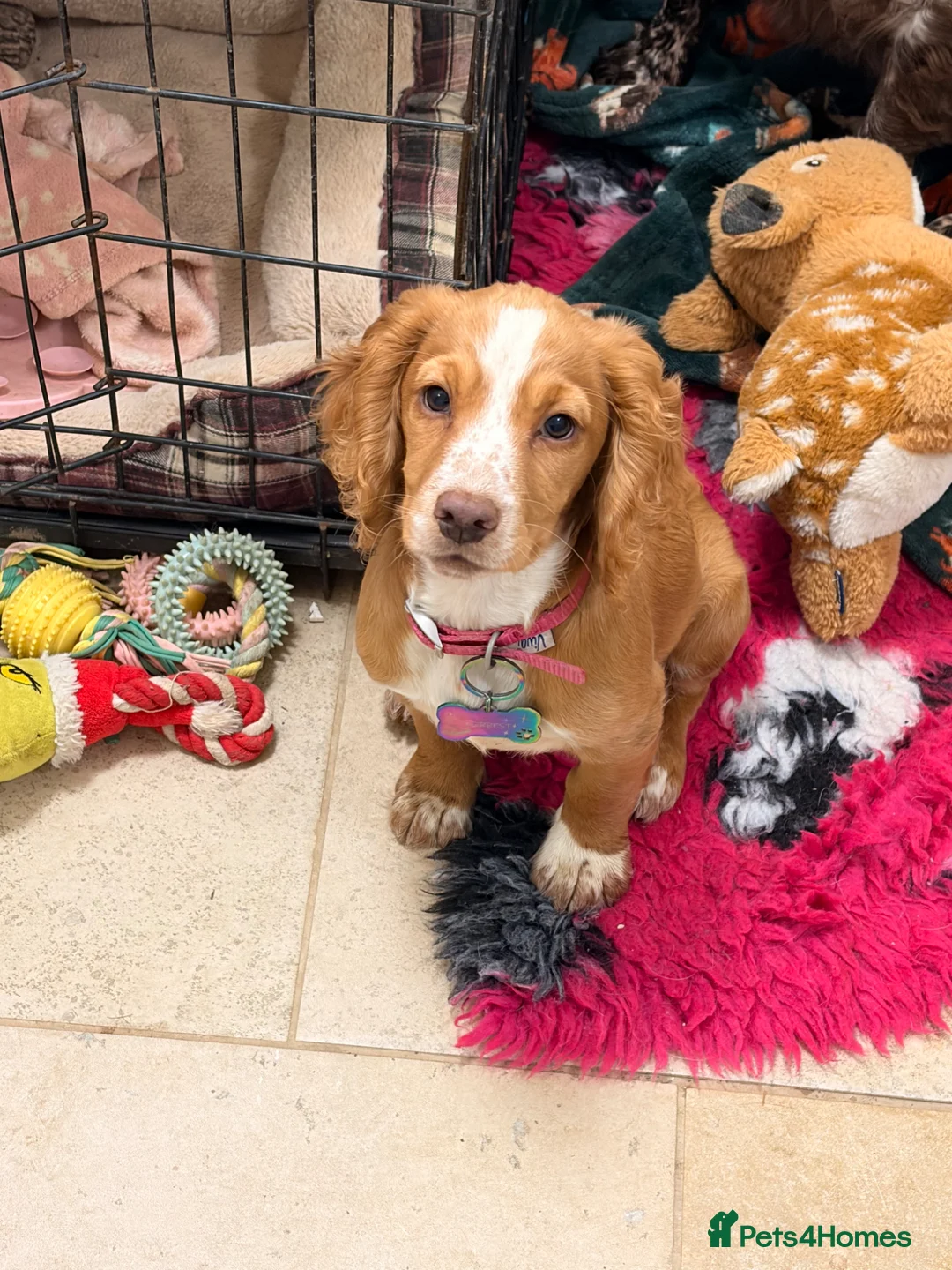 Cocker Spaniel dogs for sale: Gold bitch pup - Advert 2