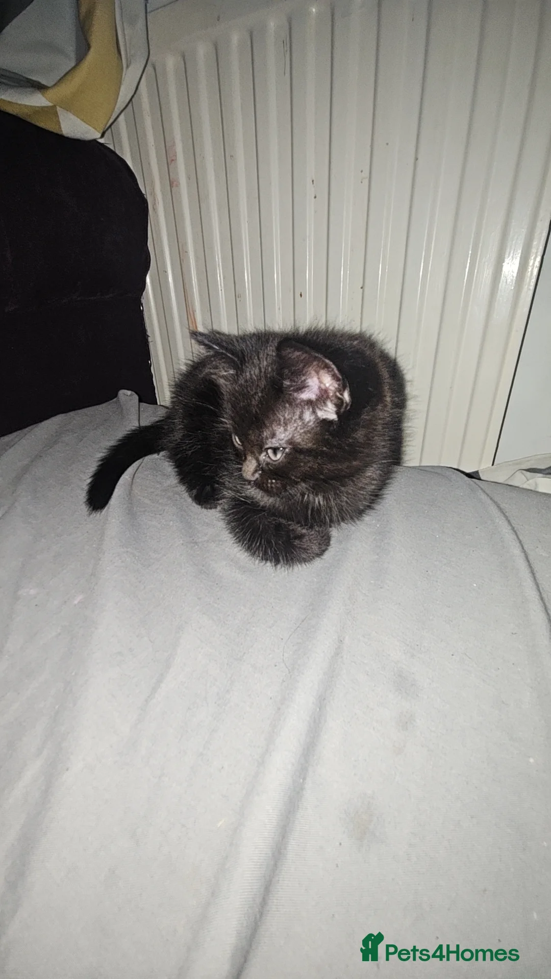 Mixed Breed cats for sale: Boy kitten available  - Advert 2