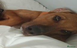 Mixed Breed dogs for adoption: MYRTLE - 6 months old, Girl Pup, Mixed Breed - Image 5