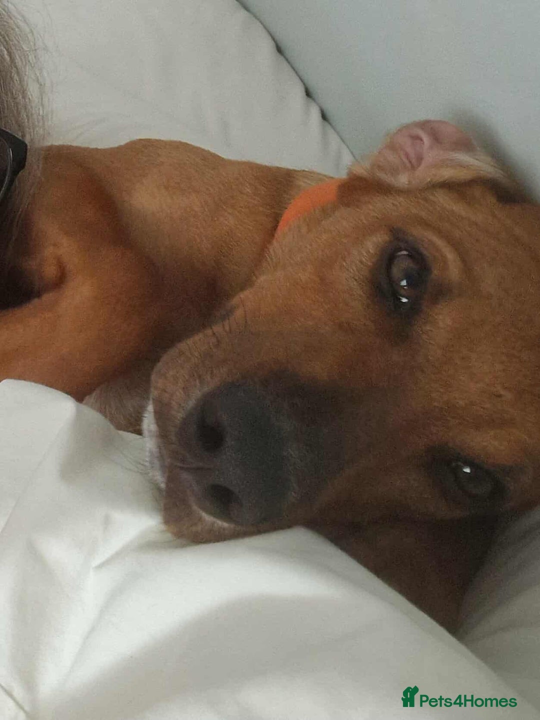 Mixed Breed dogs for adoption: MYRTLE - 6 months old, Girl Pup, Mixed Breed - Image 5