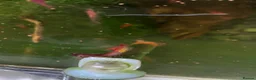Shrimps fish for sale: Cherry red shrimp for sale  - Advert 9