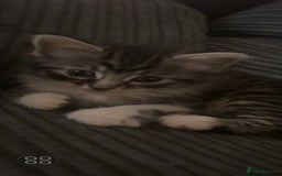 Mixed Breed cats for sale: 2 beautiful kittens - Image 1