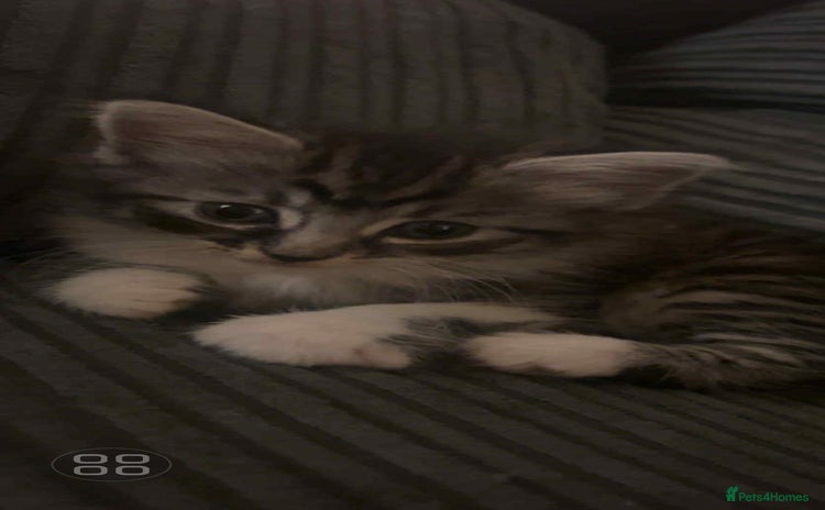 Mixed Breed cats - Advert 1