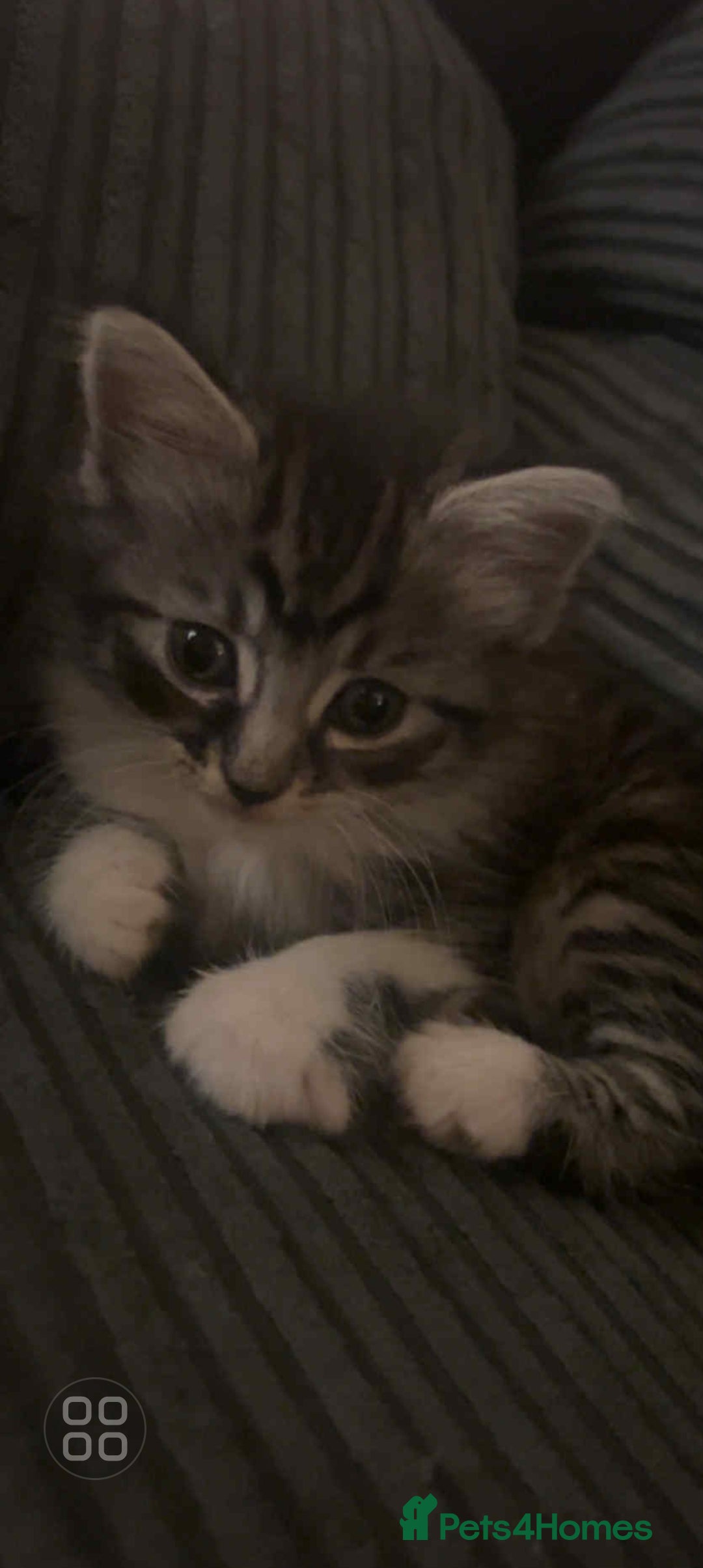 Mixed Breed cats for sale: 2 beautiful kittens - Image 1