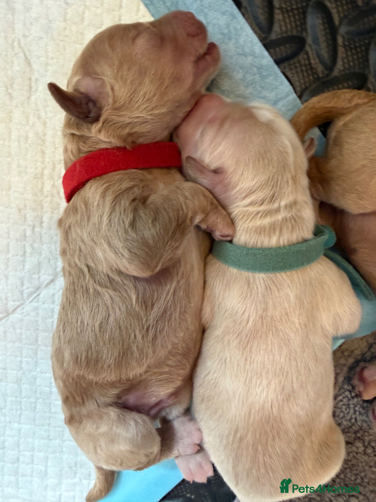 Australian Labradoodle dogs Australian double doodle puppies expected  - Advert 2