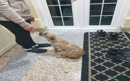 Border Terrier dogs for sale: 3yr old Female Border Terrier  - Advert 6
