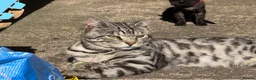 Mixed Breed cats for sale: Bengal x siamese (bengalese) - Advert 3